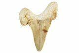 Fossil Shark Tooth (Otodus) - Morocco #226924-1